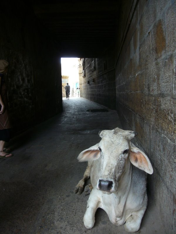Sheep and Cows